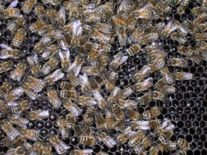 Bienenwabe Das suesse Leben